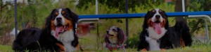 bnr_img001