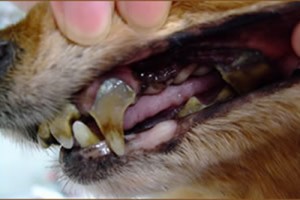 dental_img001