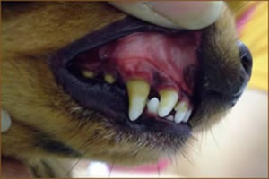 dental_img002