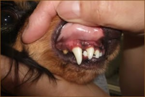 dental_img003
