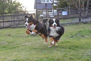 run_img001